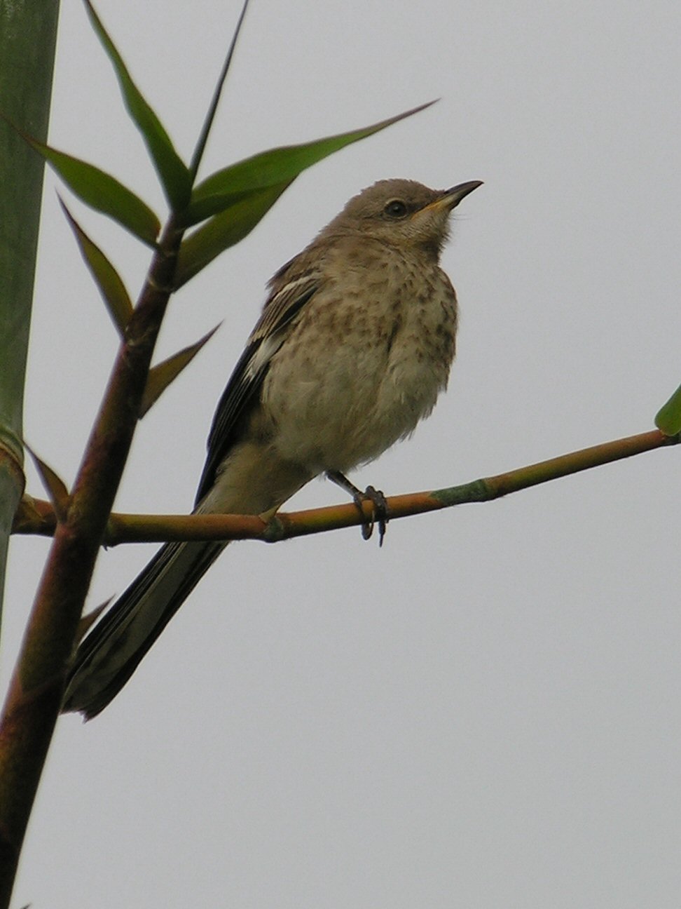 The Florida Caribbean Chapter of the American Bamboo Society